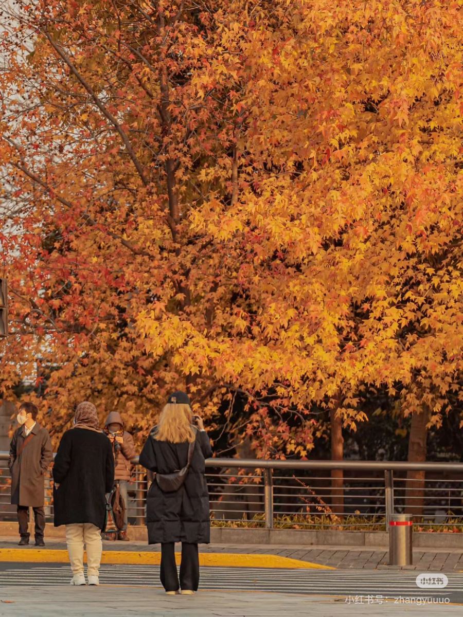 Ghé thăm những công viên ở Thượng Hải, bạn sẽ thấy mùa thu nơi đây sao mà lãng mạn và rực rỡ thế