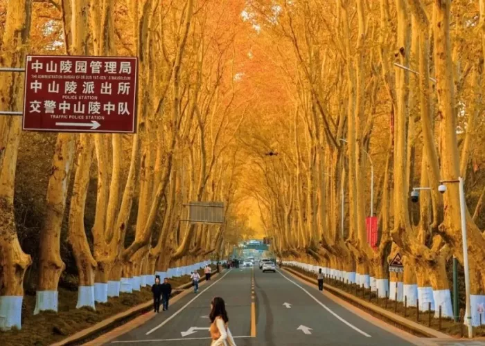 Đại lộ ngô đồng - tuyệt tác "con đường tình yêu" ở Nam Kinh - THÁI AN TRAVEL