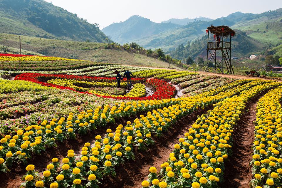 Thung lũng hoa Mộc Châu – điểm đến mới cho giới trẻ | Thời Đại