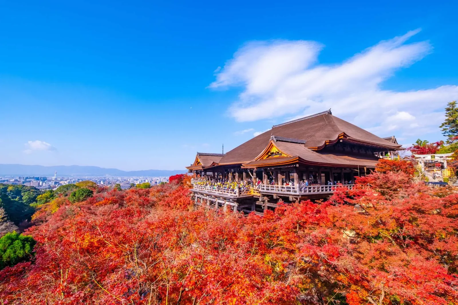 NHẬT BẢN MÙA THU 2026 | OSAKA – KYOTO – NÚI PHÚ SĨ – TOKYO