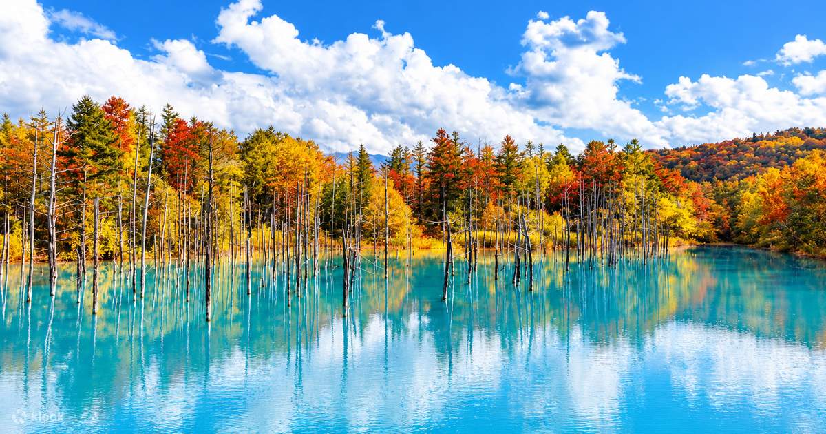 Departure from Sapporo, 2 routes to choose from: Late departure Blue Pond + Ningle Terrace illumination or Asahiyama Zoo + Ningle Terrace 1-day tour - Klook