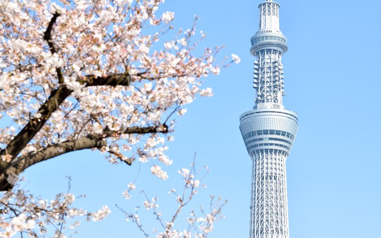 NHẬT BẢN MÙA THU 2026 | OSAKA – KYOTO – NÚI PHÚ SĨ – TOKYO
