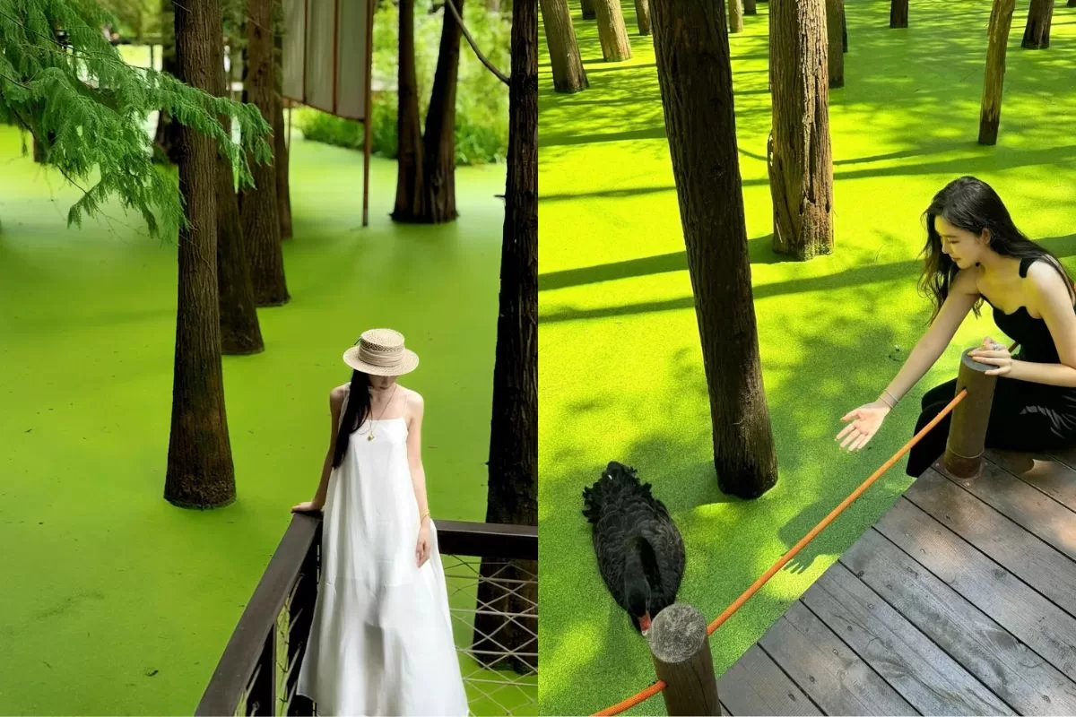 Hồ Thanh Sơn – “rừng Amazon thu nhỏ” ở Hàng Châu - THÁI AN TRAVEL